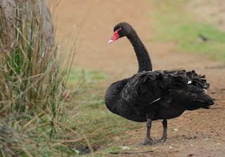 Black Swan, ML608650712