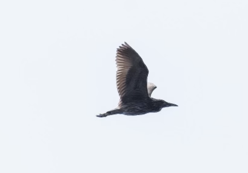 Black-crowned Night-Heron - ML608651318