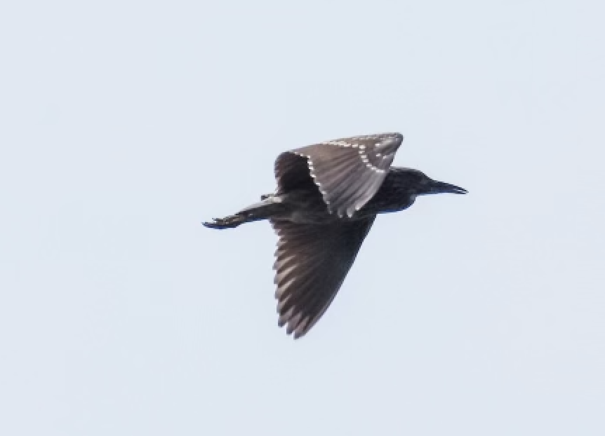 Black-crowned Night-Heron - ML608651324