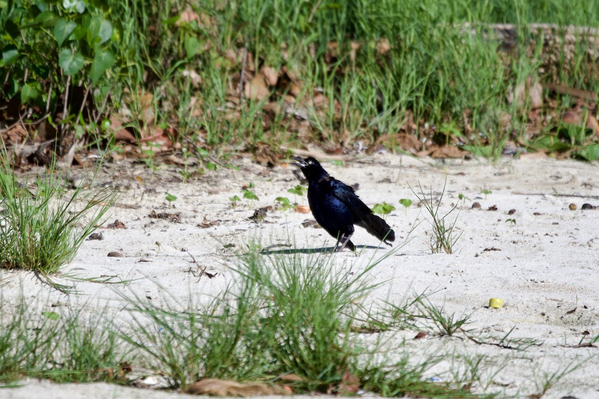 Great-tailed Grackle - ML608651427