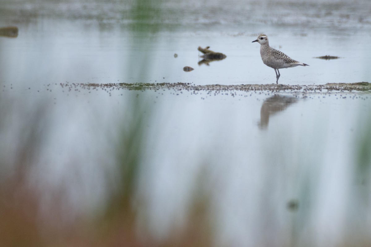 American Golden-Plover - ML608651671