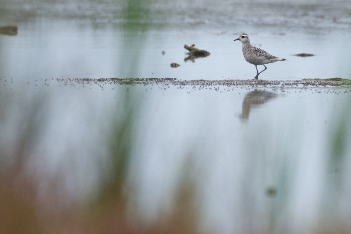 American Golden-Plover - ML608651672