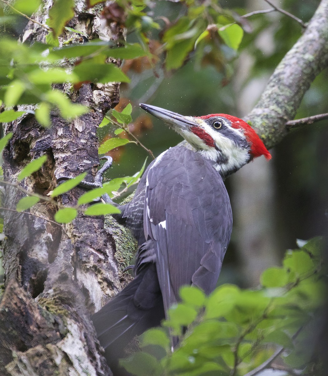 Pileated Woodpecker - ML608651744