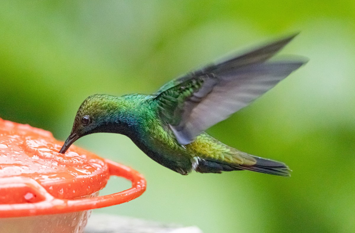 kolibřík tropický - ML608652261