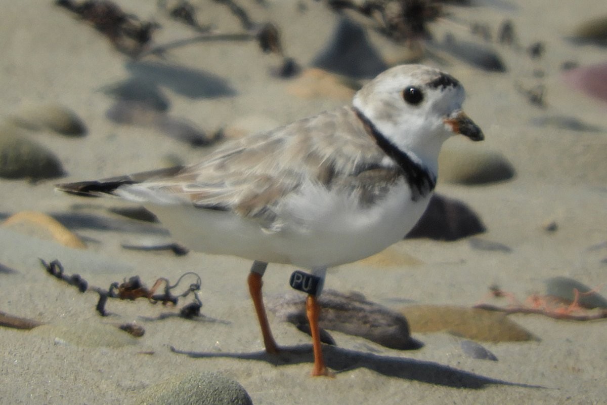 Piping Plover - ML608652335