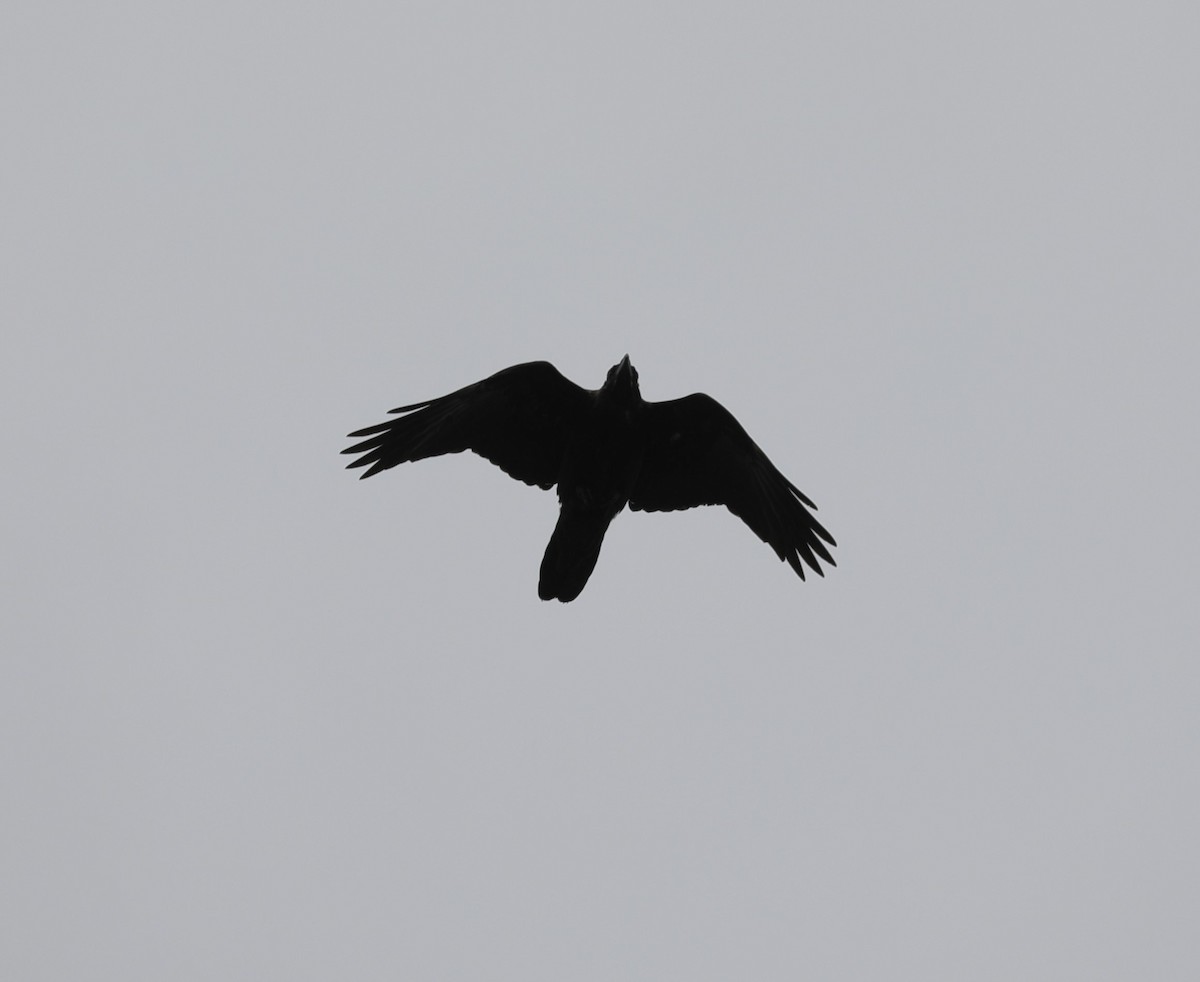 Common Raven - Laurel Barnhill