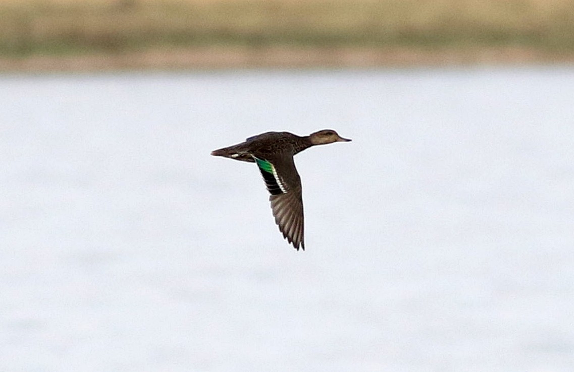 Green-winged Teal - ML608652537