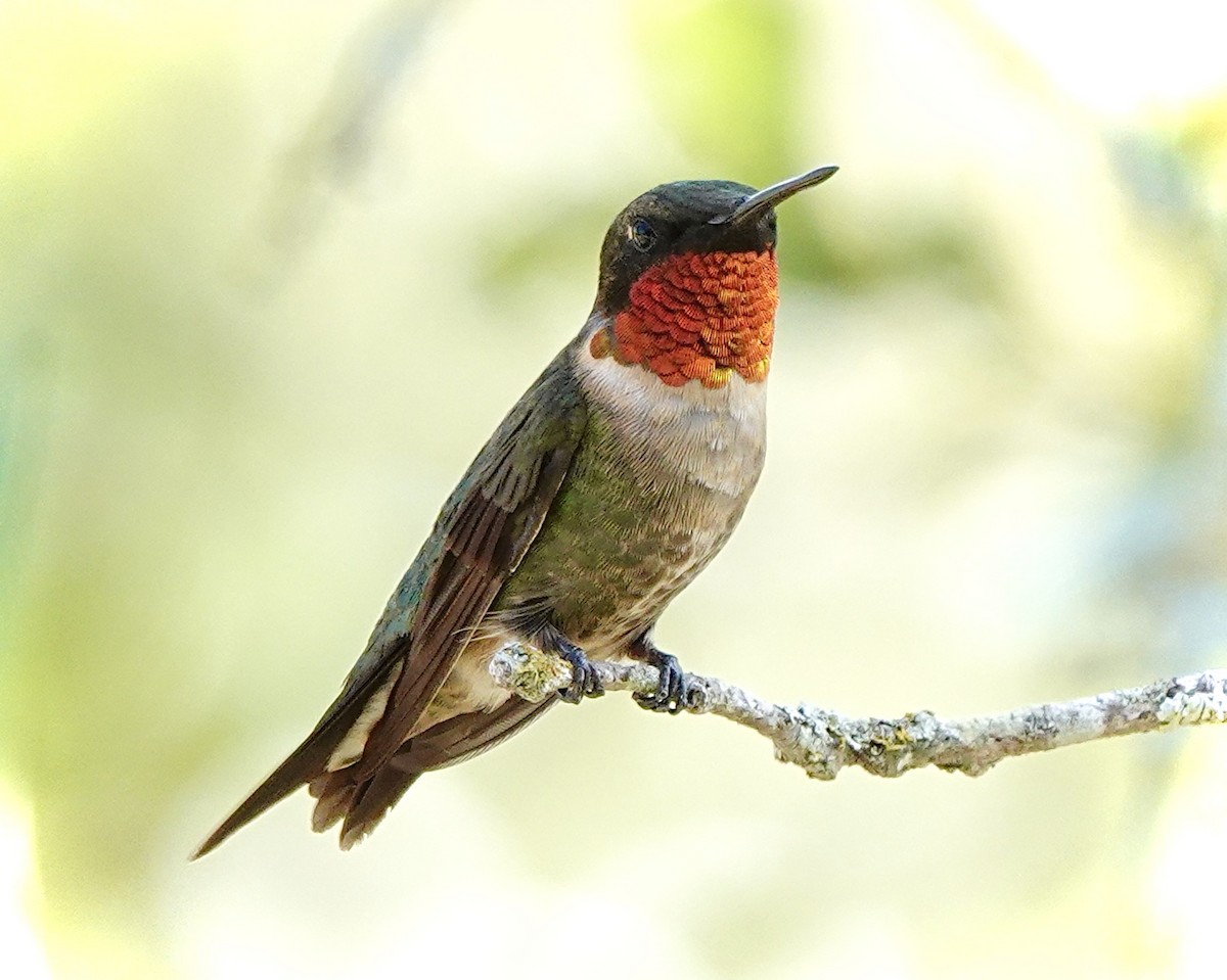 Ruby-throated Hummingbird - ML608652953