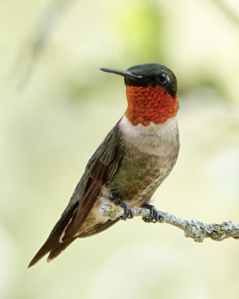 Ruby-throated Hummingbird - ML608652954