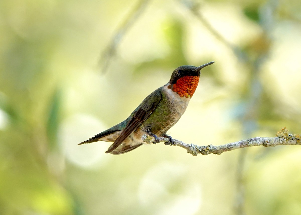 Ruby-throated Hummingbird - ML608652955