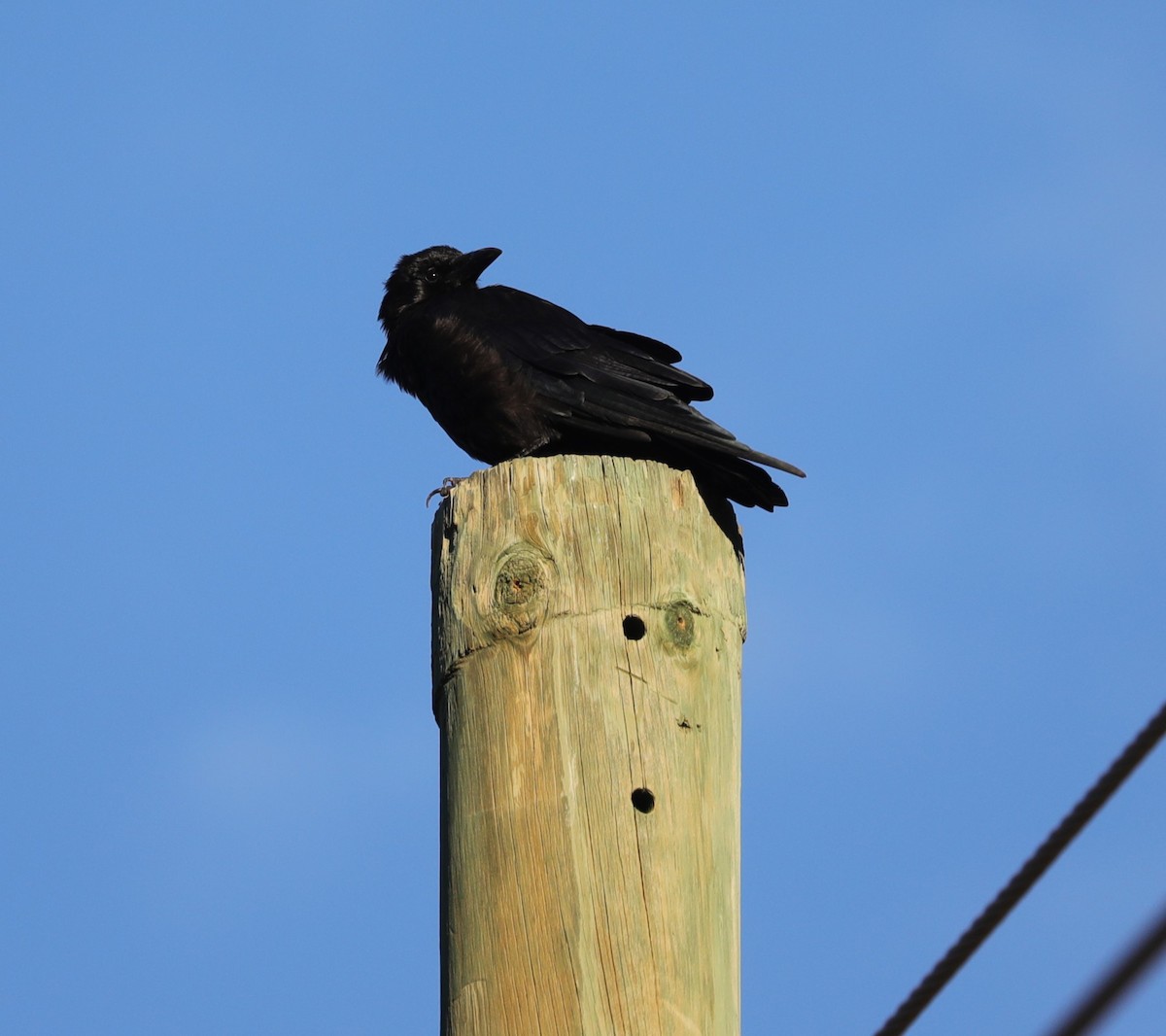 American Crow - ML608653078