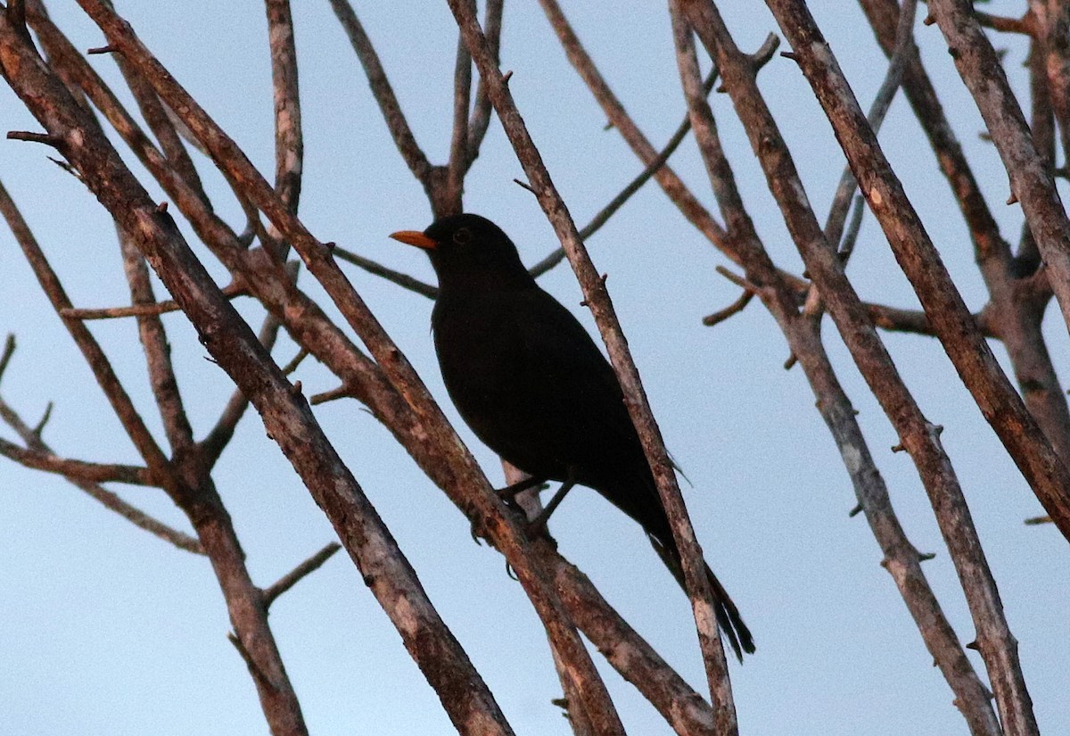 Eurasian Blackbird - ML608653360