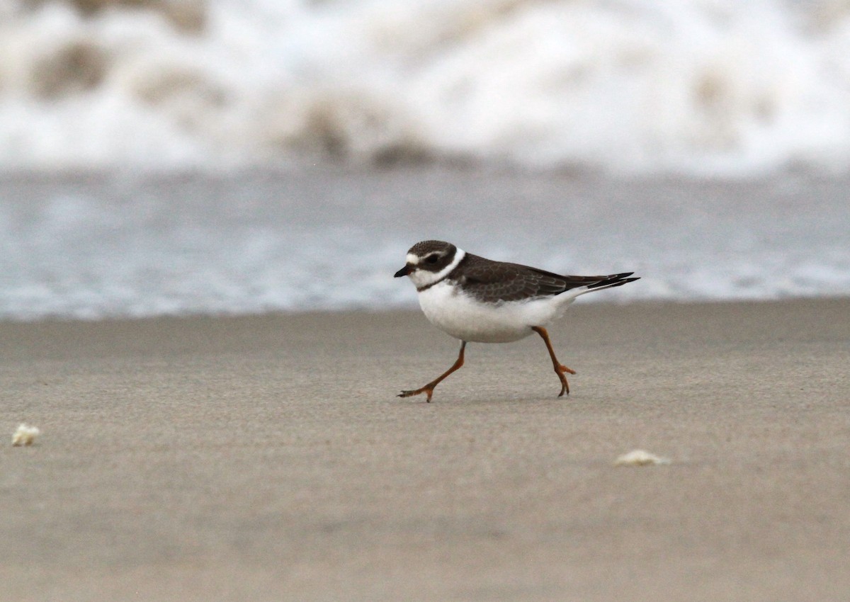 Semipalmated Plover - ML608653470