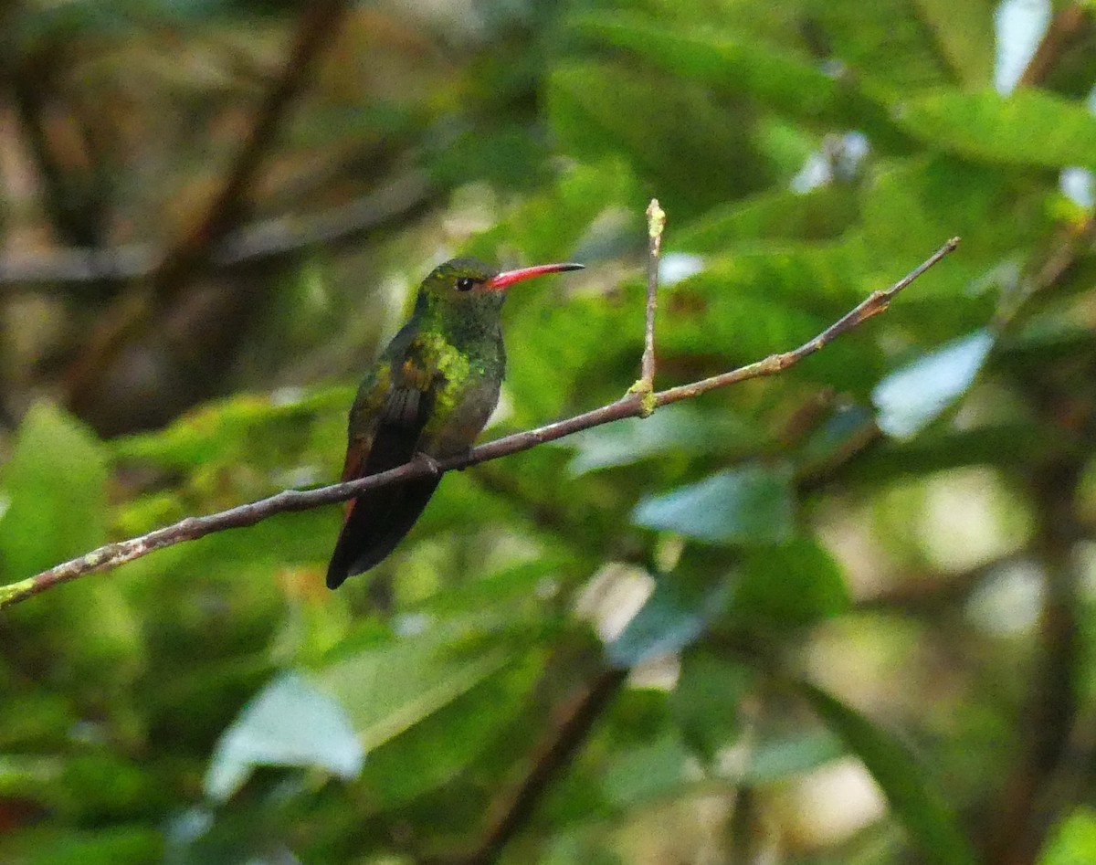 Rufous-tailed Hummingbird - ML608653491