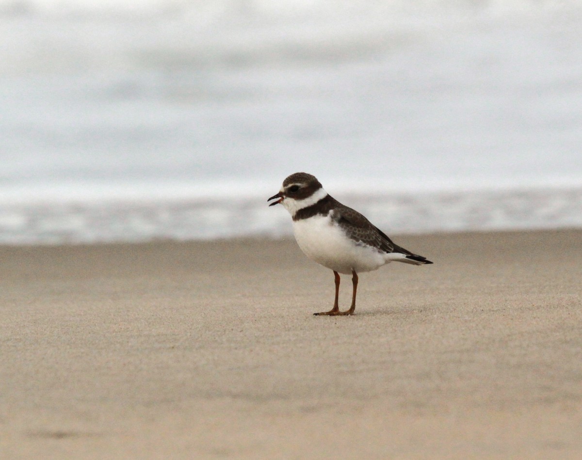 Semipalmated Plover - ML608653514