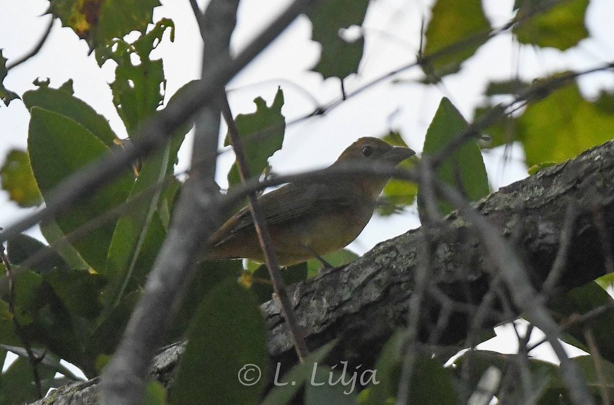Summer Tanager - ML608653529