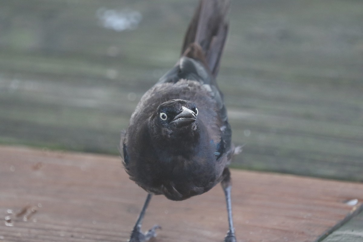 Boat-tailed Grackle - ML608653558