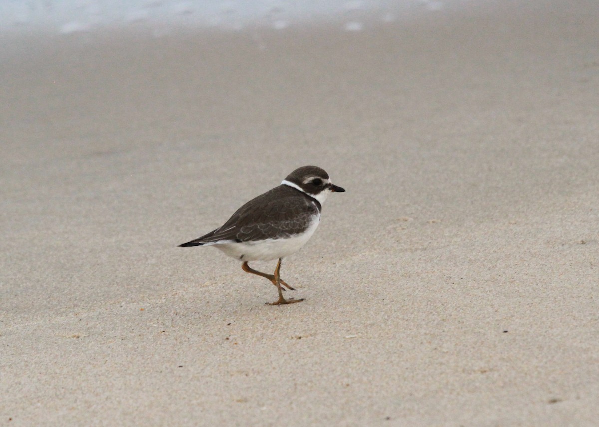 Semipalmated Plover - ML608653571