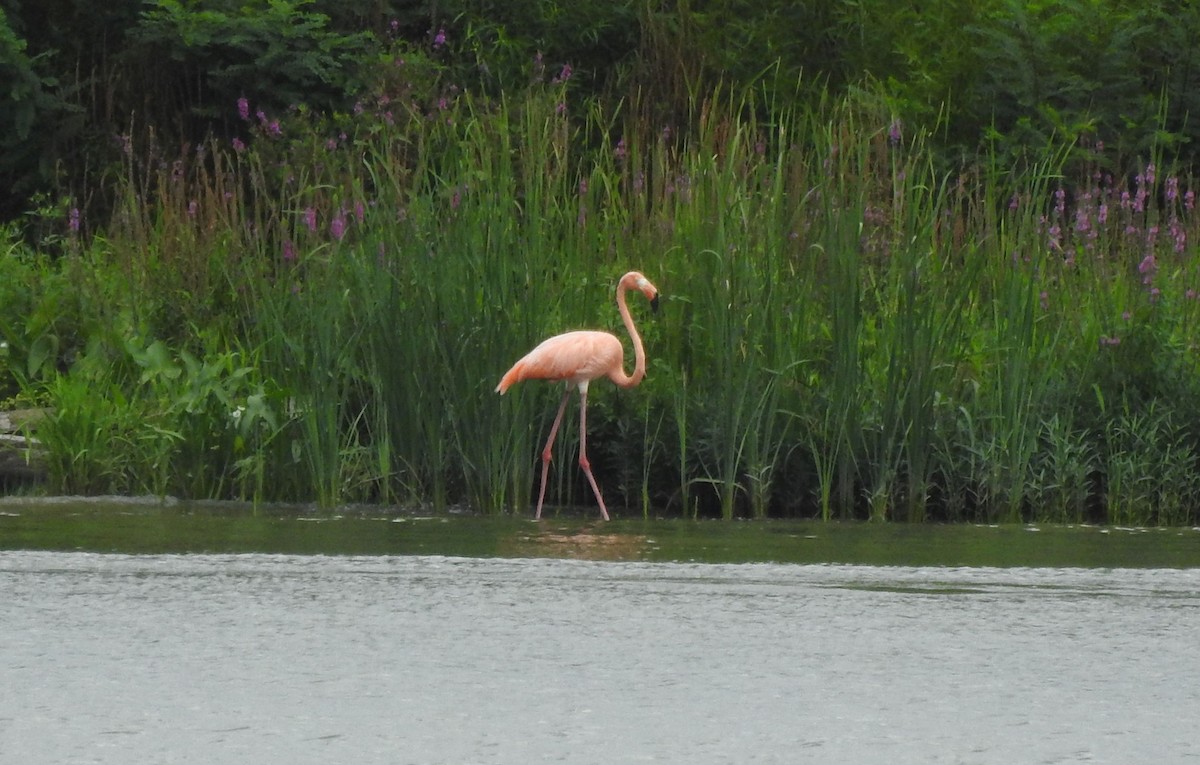 eBird Checklist 9 Sep 2023 Patriot Boat Ramp 4 species