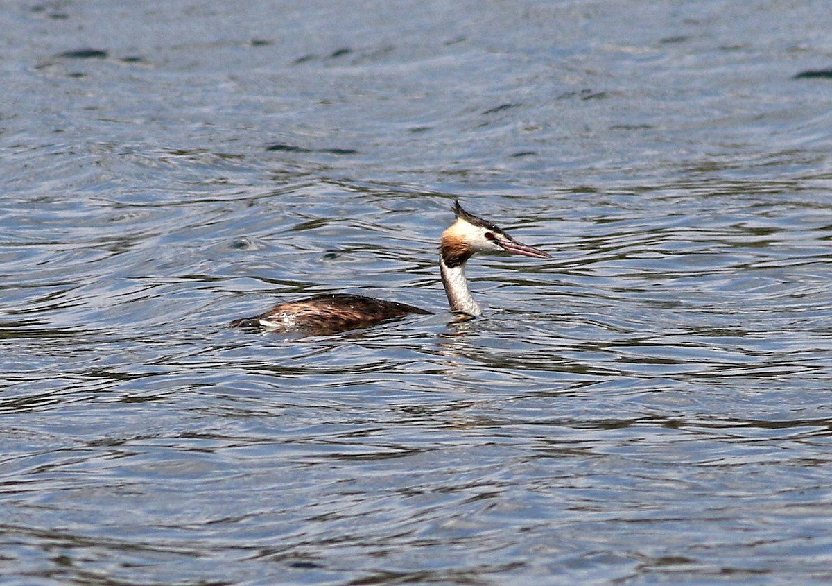 Great Crested Grebe - ML608653740