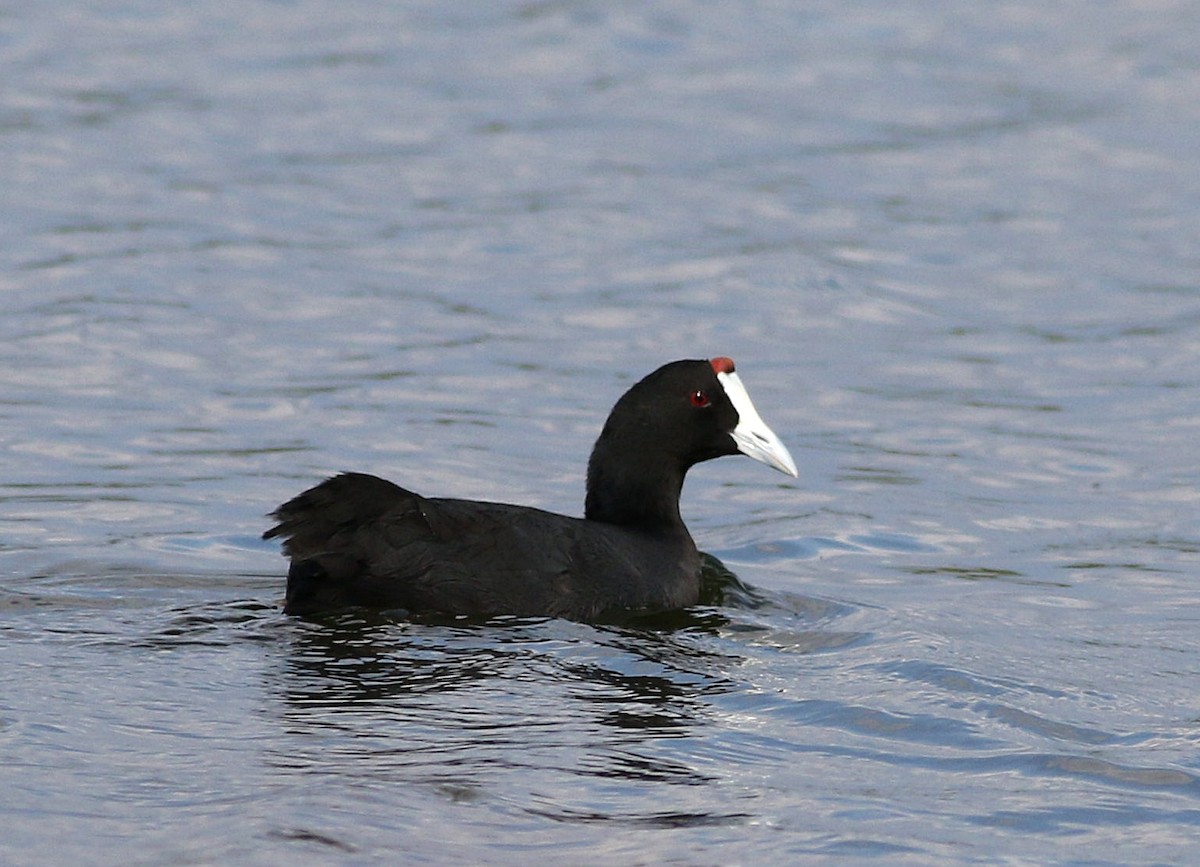 Red-knobbed Coot - ML608653758