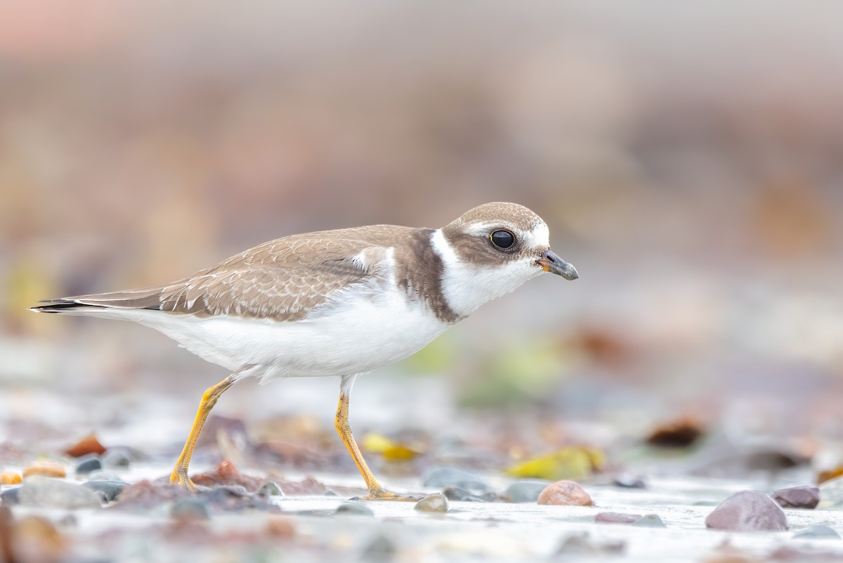 Semipalmated Plover - ML608653846