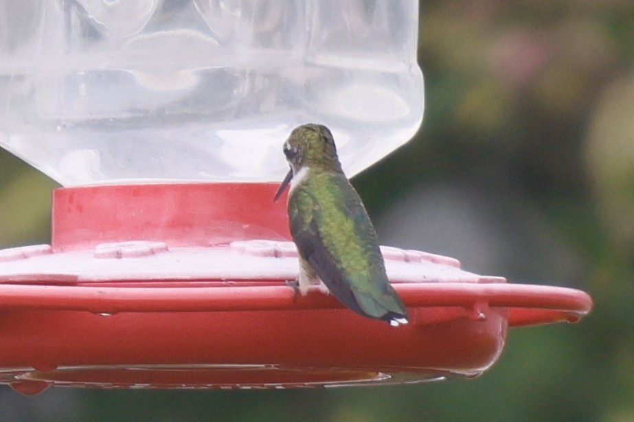 Ruby-throated Hummingbird - ML608654082