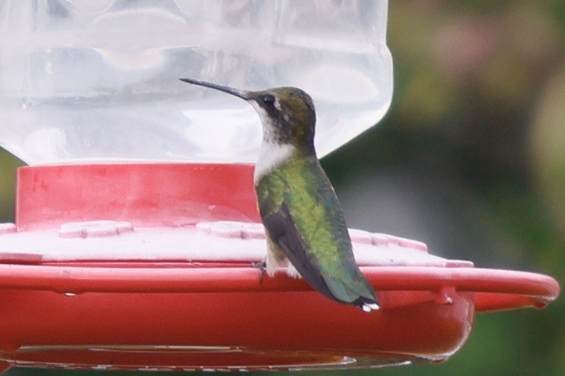 Ruby-throated Hummingbird - ML608654083
