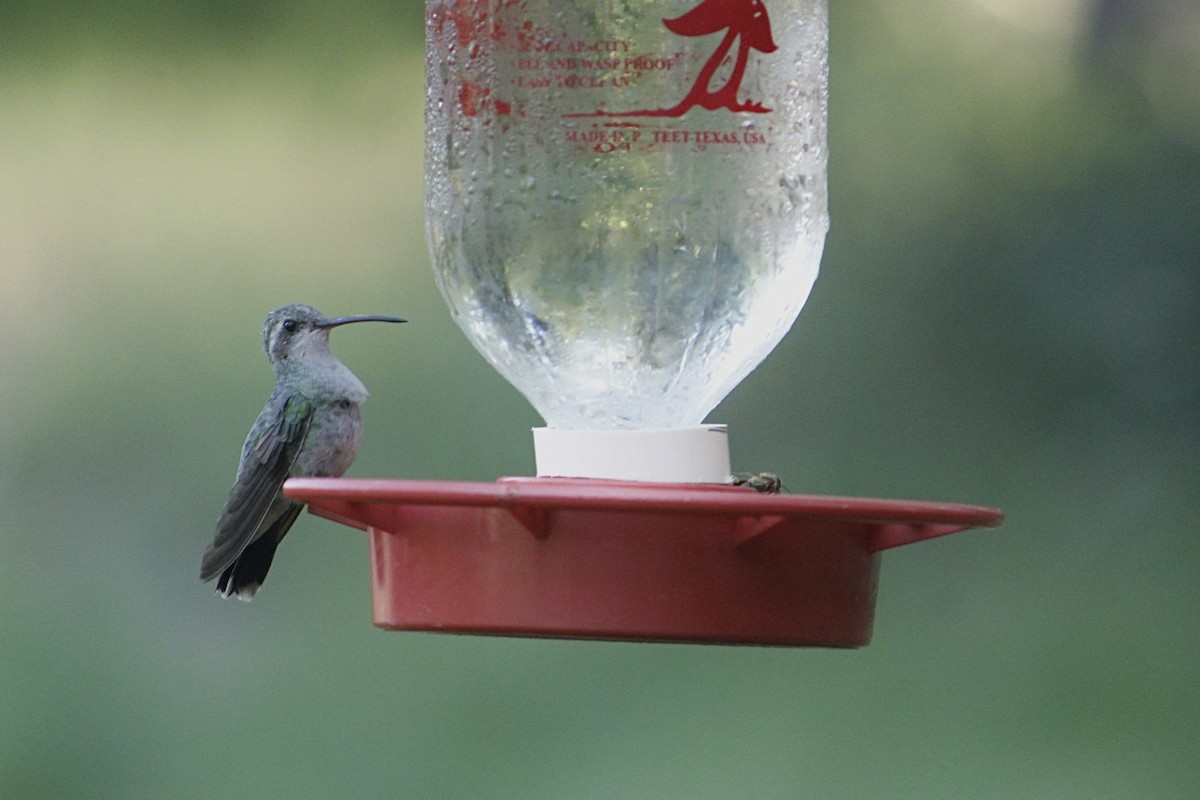 Broad-billed Hummingbird - ML608654098