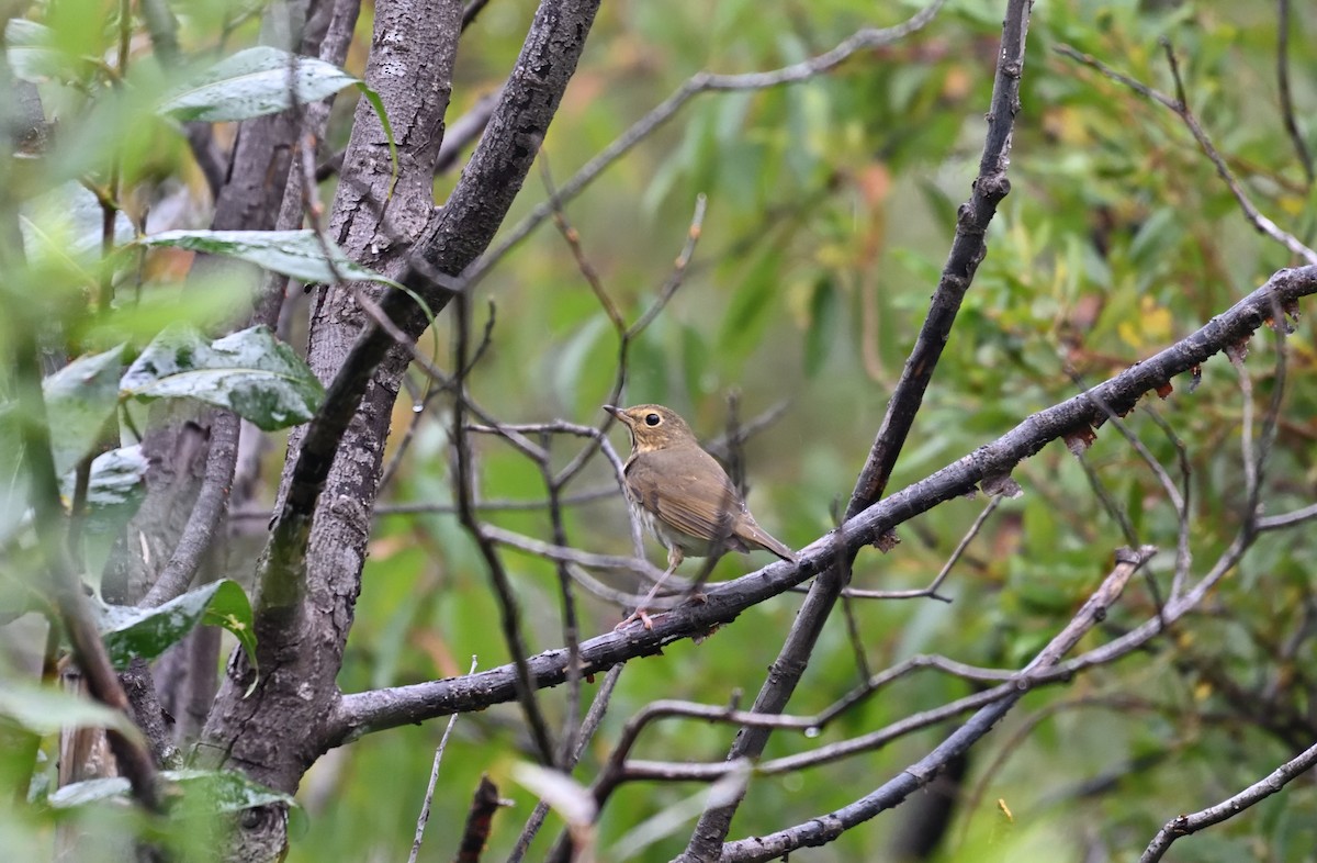 Ebird Canada Checklist Sep Hvgb Birch Island Creek Species