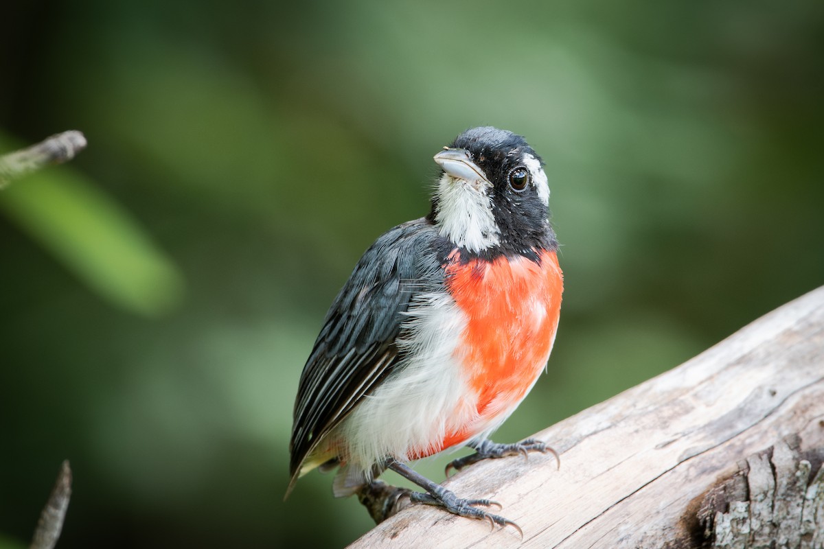 Red-breasted Chat - Moises Rodriguez