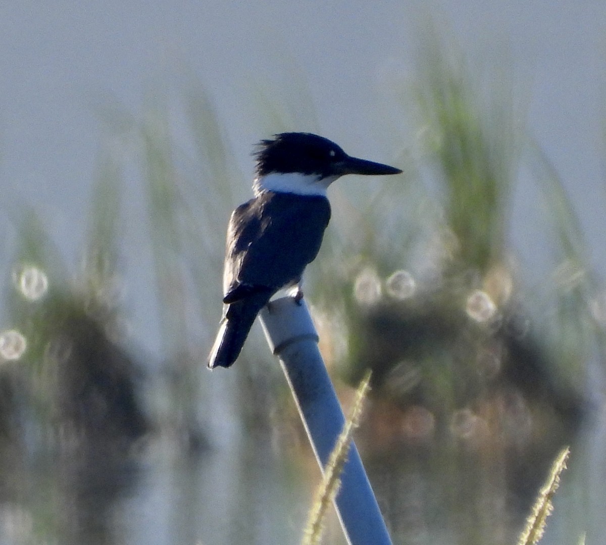 Belted Kingfisher - ML608654496
