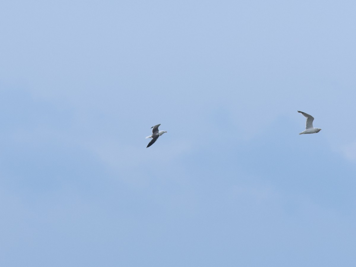 eBird Checklist 9 Sep 2023 Observatoire d'oiseaux de Tadoussac