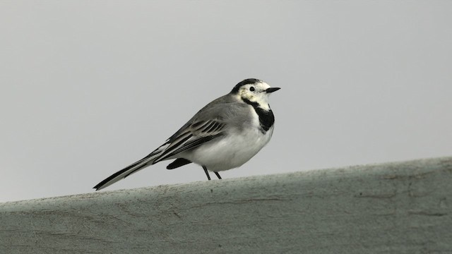 White Wagtail (White-faced) - ML608654749