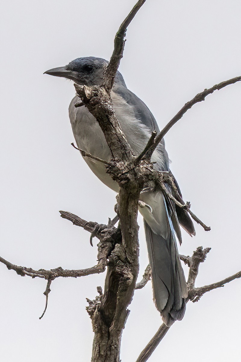 Mexican Jay - ML608654852