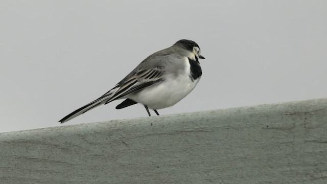 White Wagtail (White-faced) - ML608654976