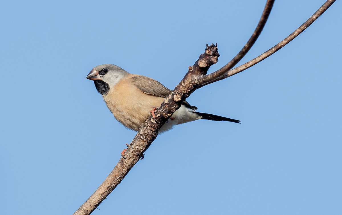Long-tailed Finch - ML608655191