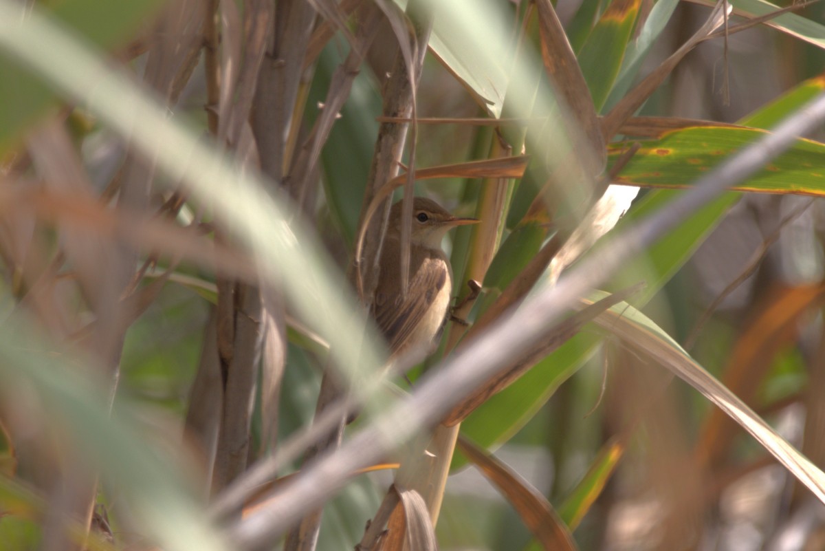 Common Reed Warbler - ML608655661