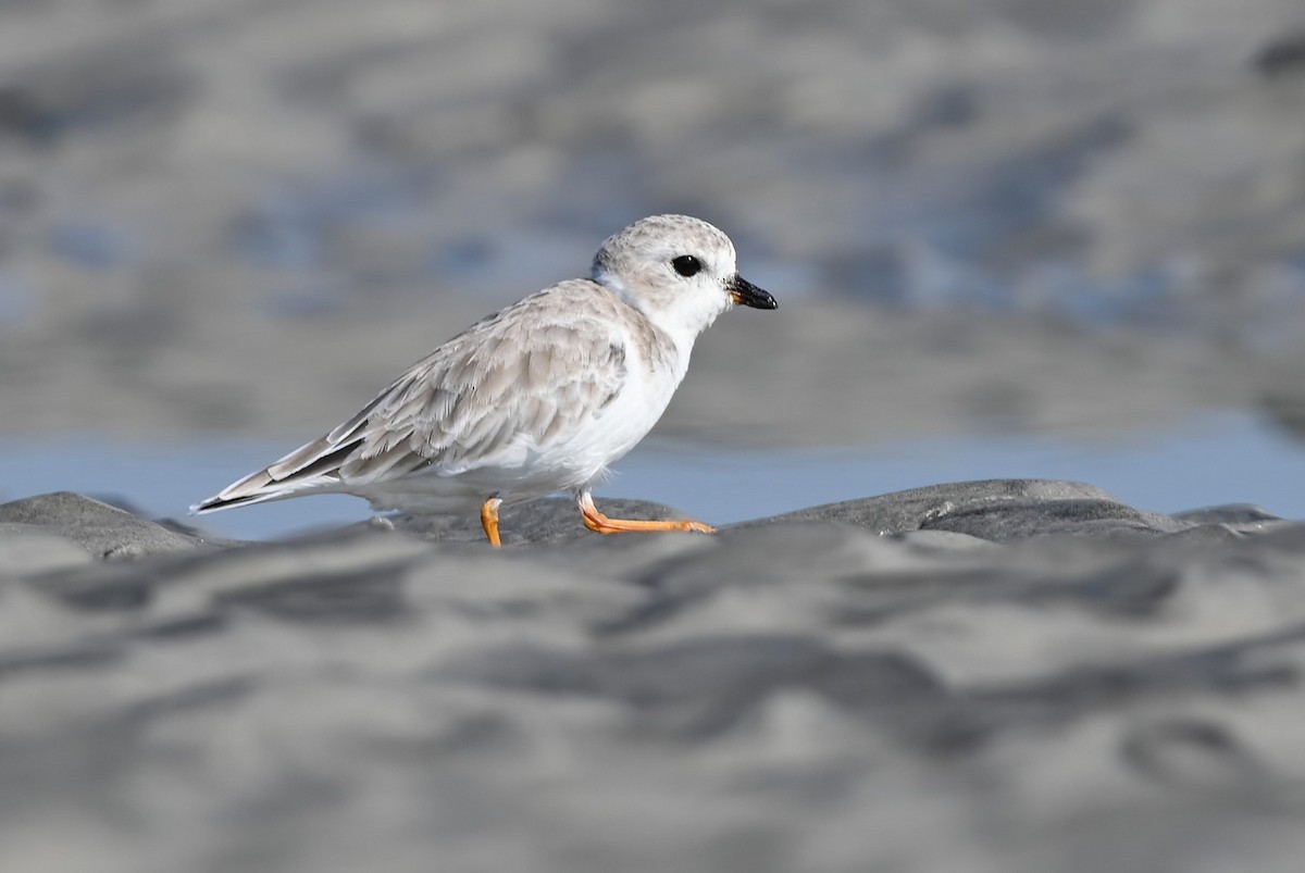 Piping Plover - ML608656251