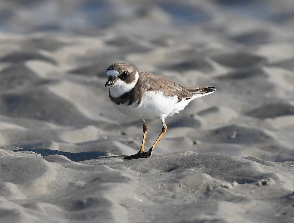 Semipalmated Plover - ML608656265