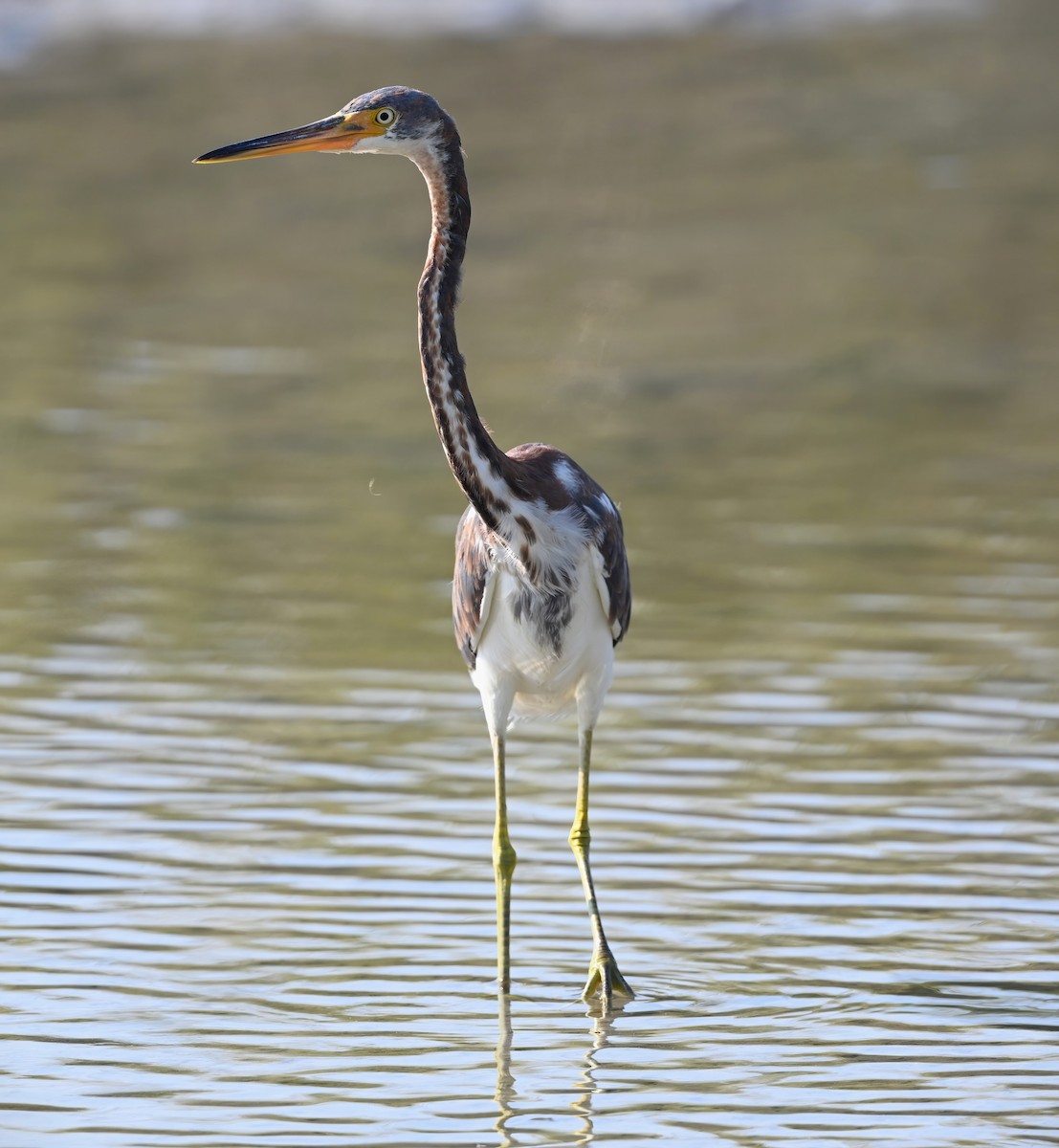 Tricolored Heron - Ann Stinely