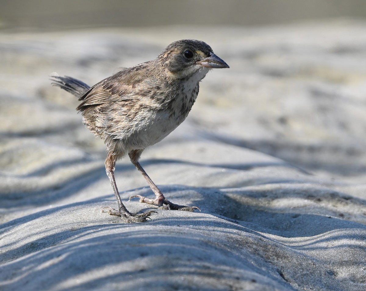 Seaside Sparrow - Ann Stinely