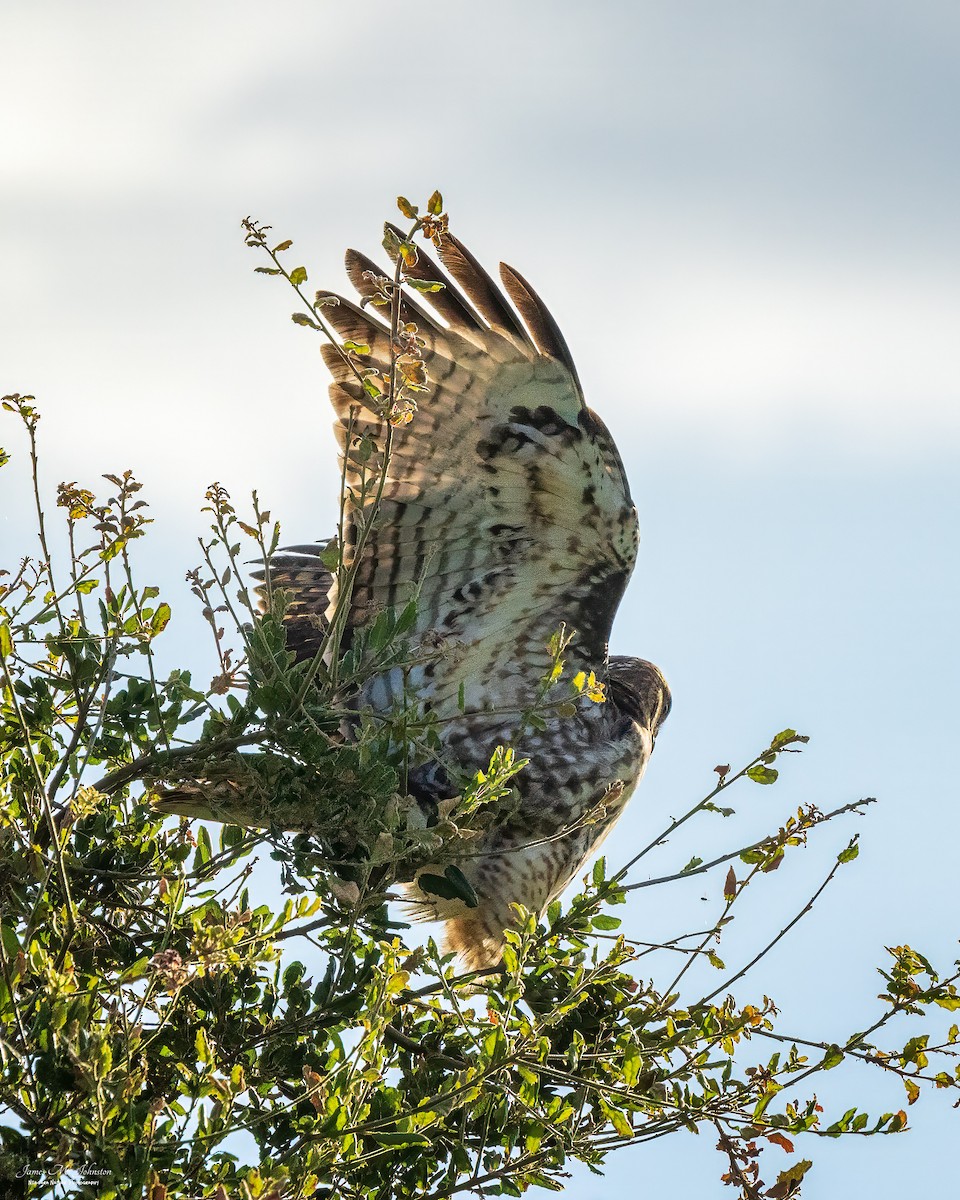 Red-tailed Hawk - ML608656803