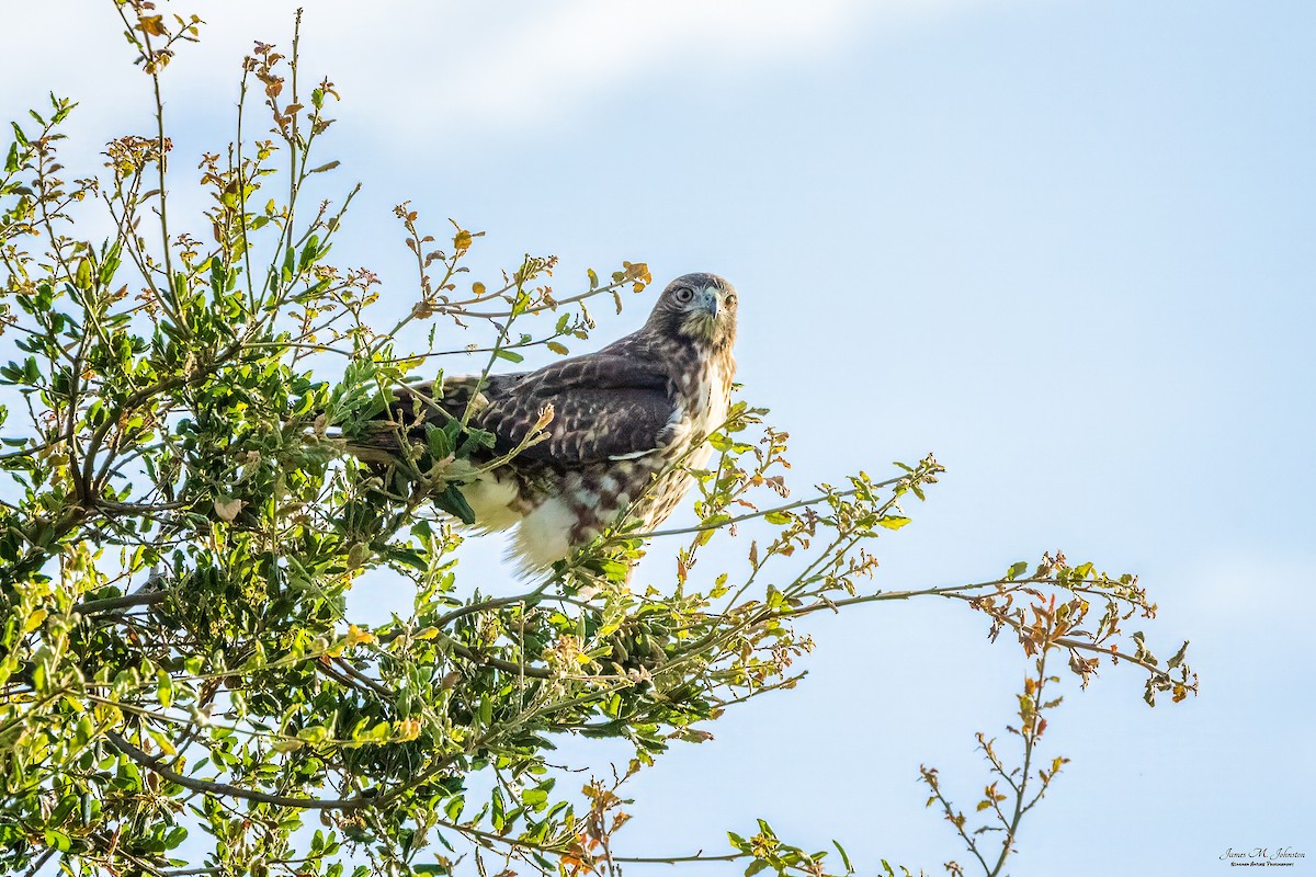 Red-tailed Hawk - ML608656805