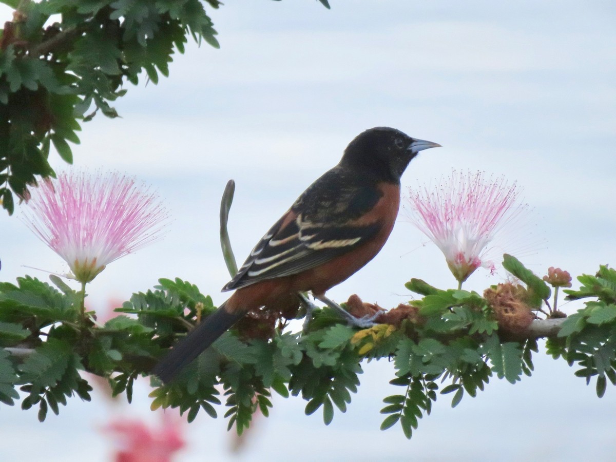 Orchard Oriole - ML608656967