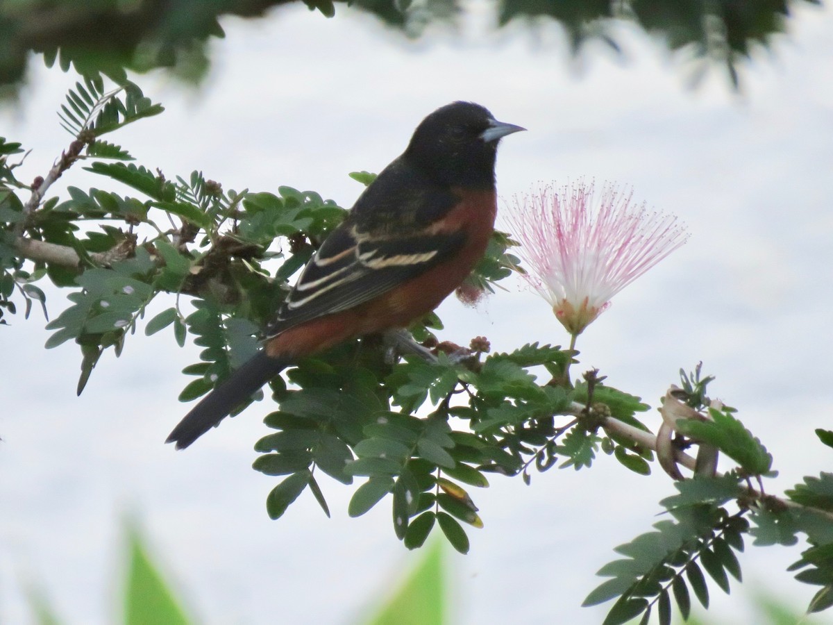 Orchard Oriole - ML608656972