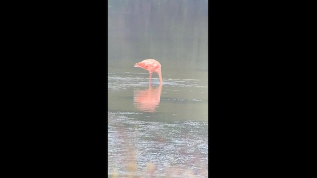 American Flamingo - ML608657165