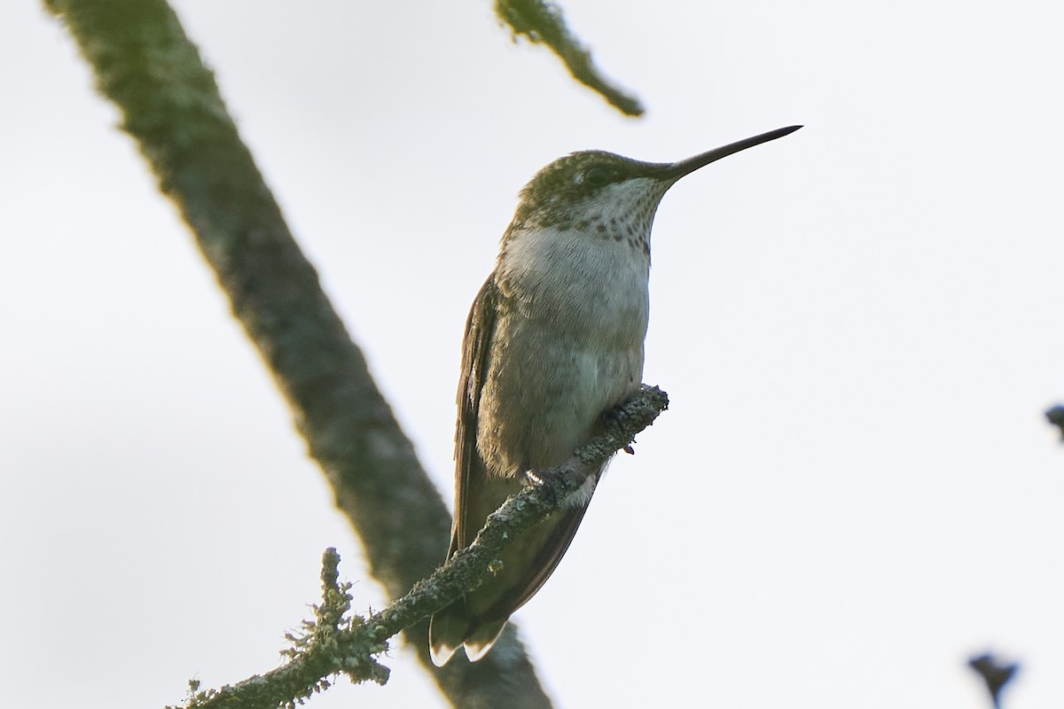 Ruby-throated Hummingbird - ML608657355