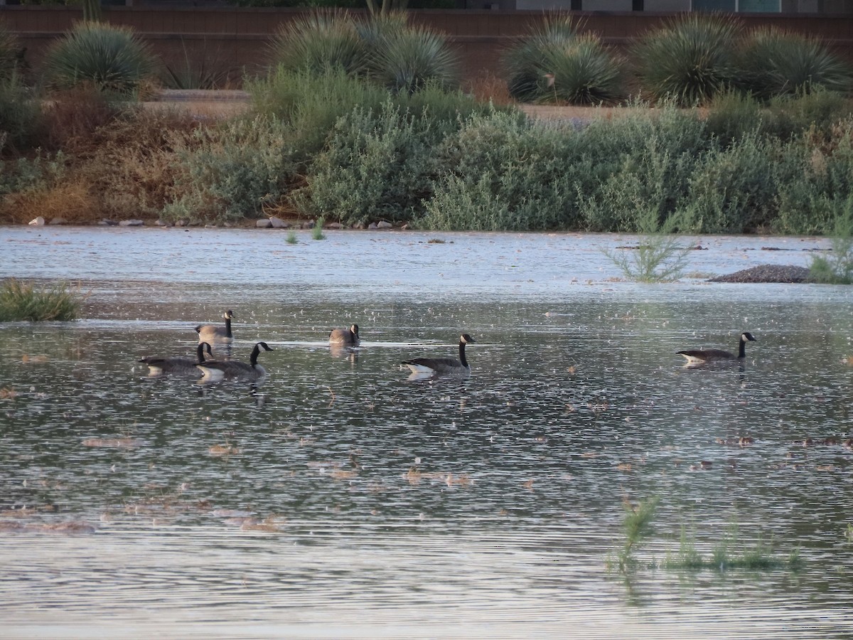 eBird Checklist 9 Sep 2023 Higley and Ocotillo Rds. ponds 48