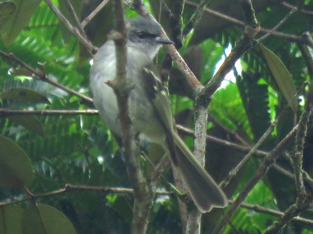  - Black-fronted Tyrannulet - 